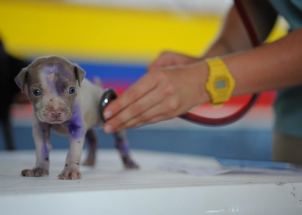 Filhote de cão no veterinário