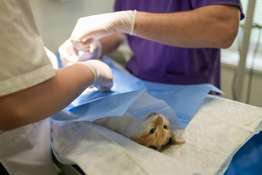 Gato no veterinário